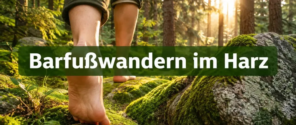 Barfußwandern im Harz: Leitfaden für naturnahes Gehen auf Moos und Fels