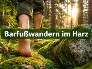 Barfußwandern im Harz: Leitfaden für naturnahes Gehen auf Moos und Fels