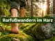 Barfußwandern im Harz: Leitfaden für naturnahes Gehen auf Moos und Fels