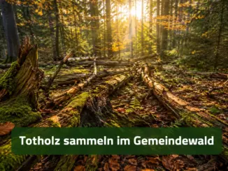 Die rechtliche Lage beim Sammeln von Totholz im Gemeindewald
