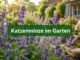 Katzenminze im Garten: Richtige Anpflanzung, Pflege und Wirkung auf Insekten