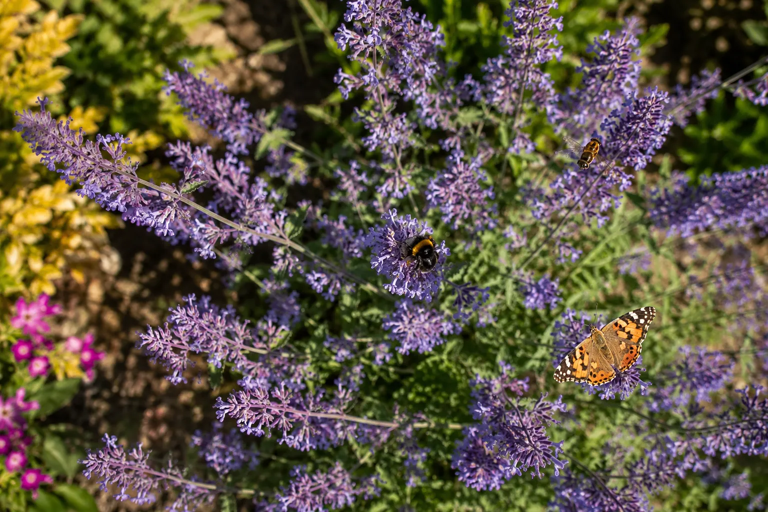 Welche Insekten werden von Katzenminze angezogen?